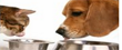 Pet Supplies Coupons